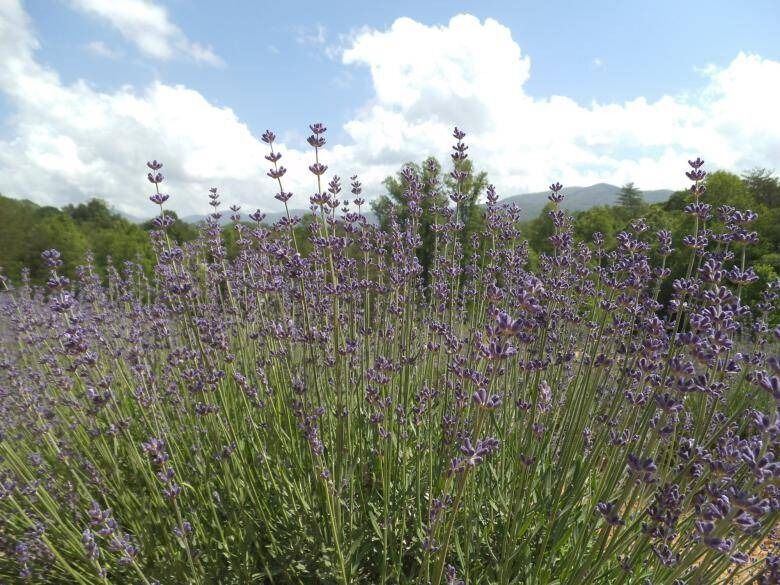 Picture of Lavender Lamb Farm