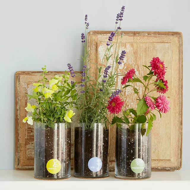 Flower Growing Kit from Uncommon Goods for your 12th wedding anniversary gift