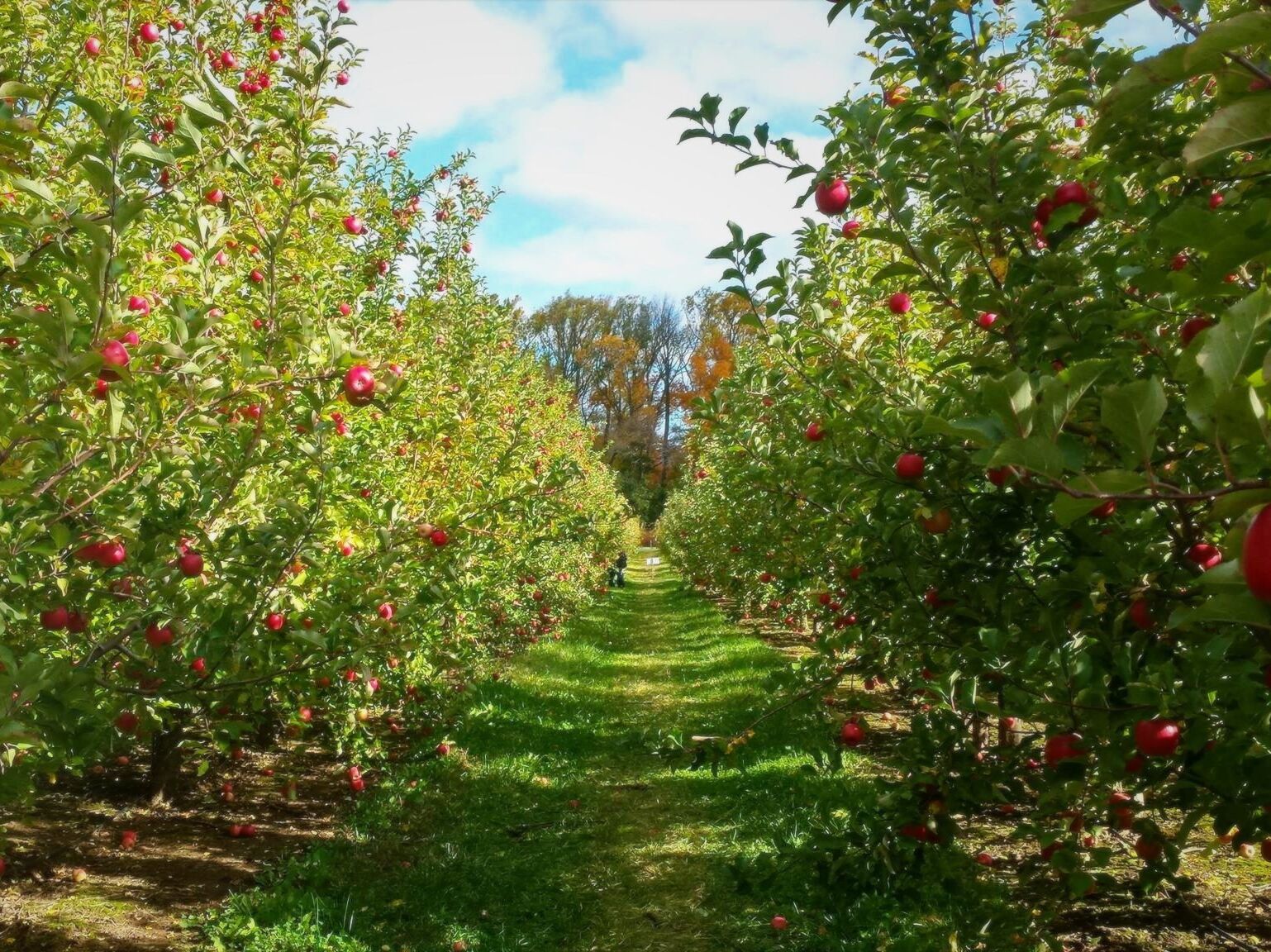 Picture of Solebury Orchards