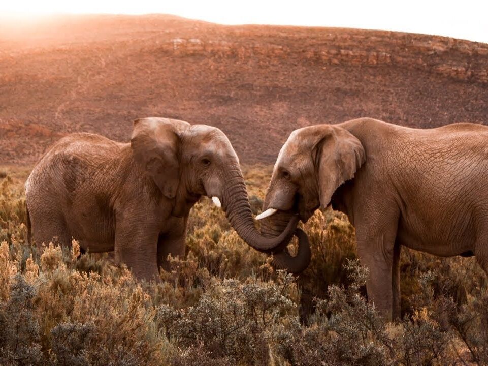 Picture of Safari