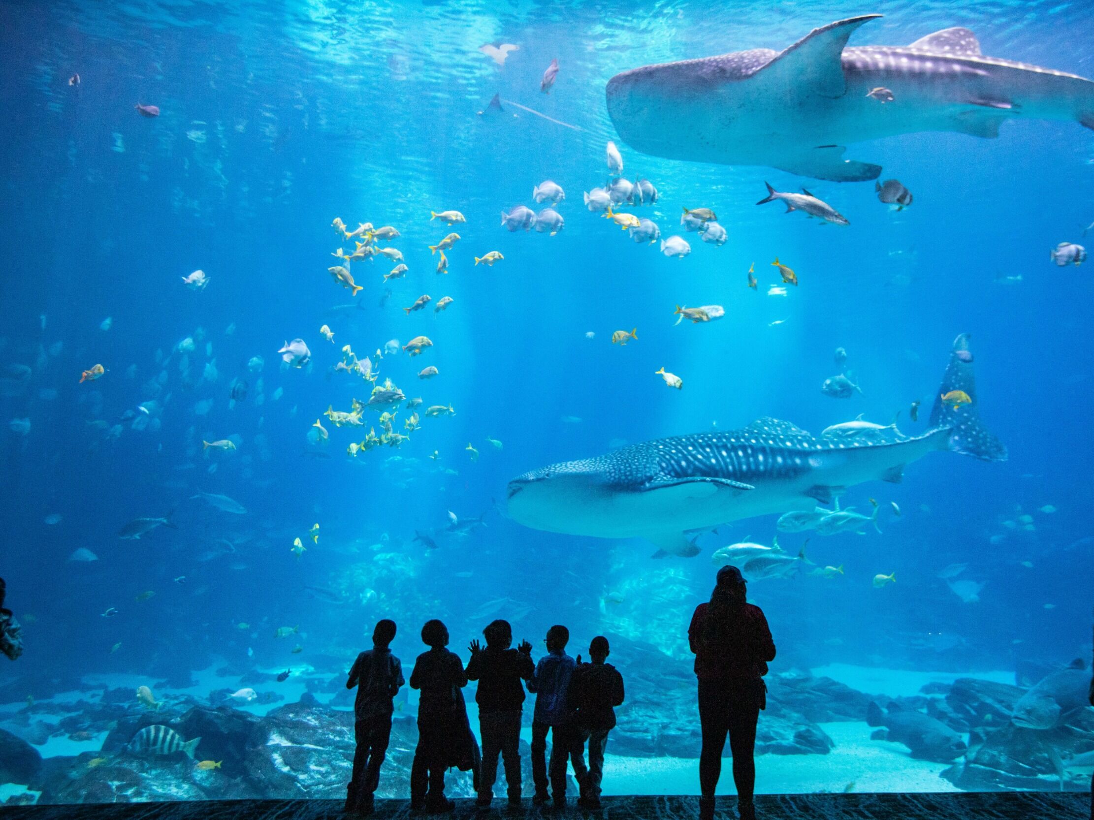 Picture of Georgia Aquarium