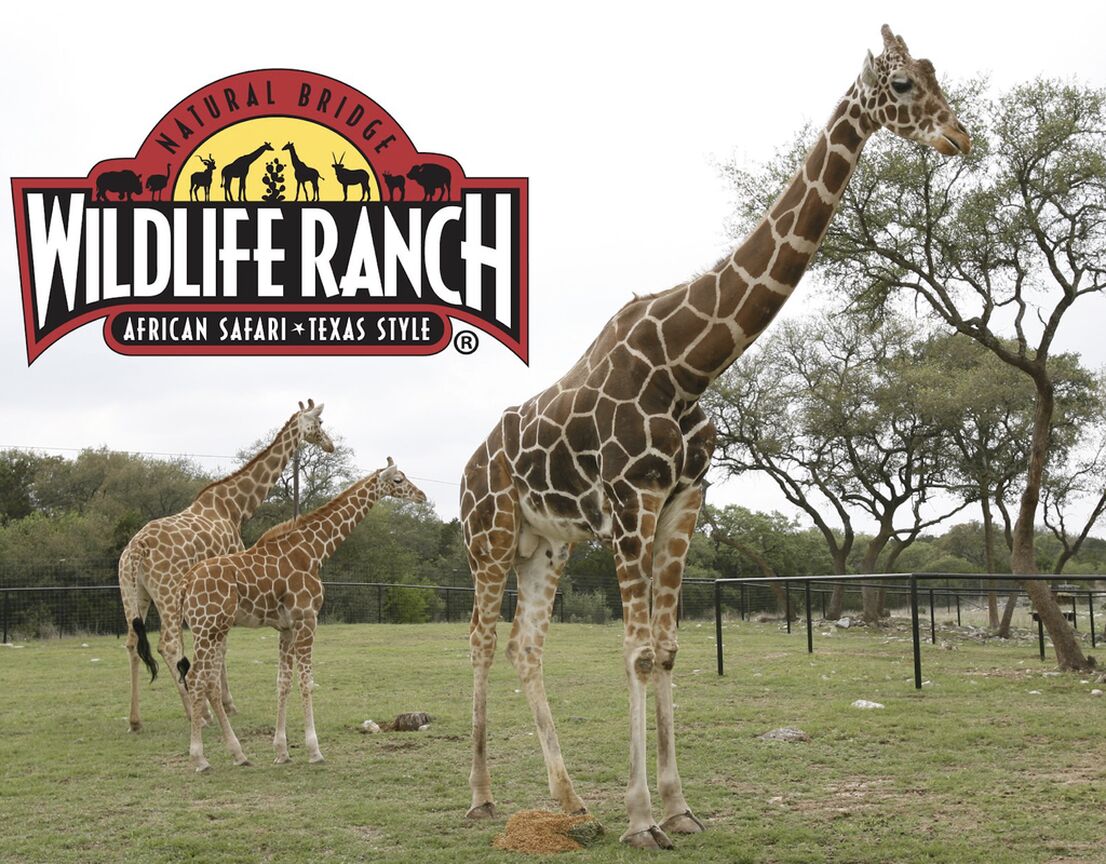 Picture of National Bridge Wildlife Ranch African Safari
