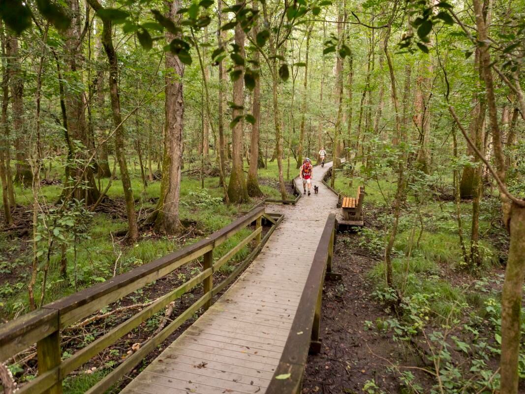 Picture of Congaree National Park