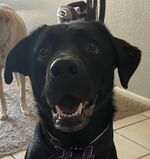 Dixie Doo