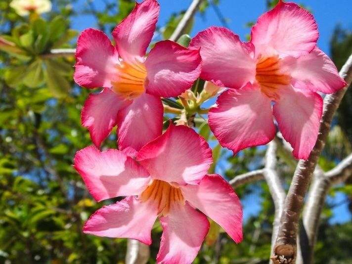 Picture of Florida Botanical Gardens