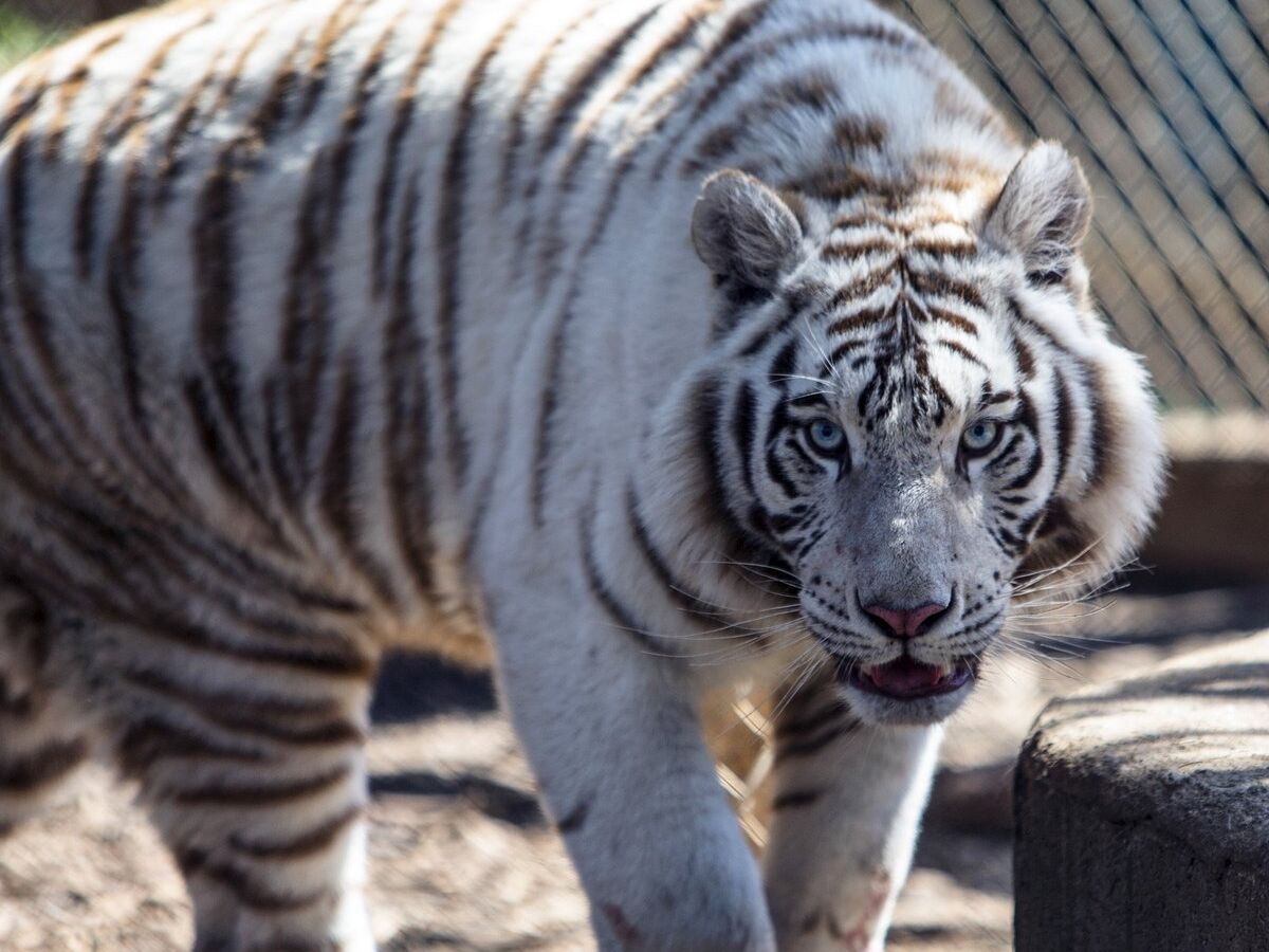 Picture of Plumpton Park Zoo