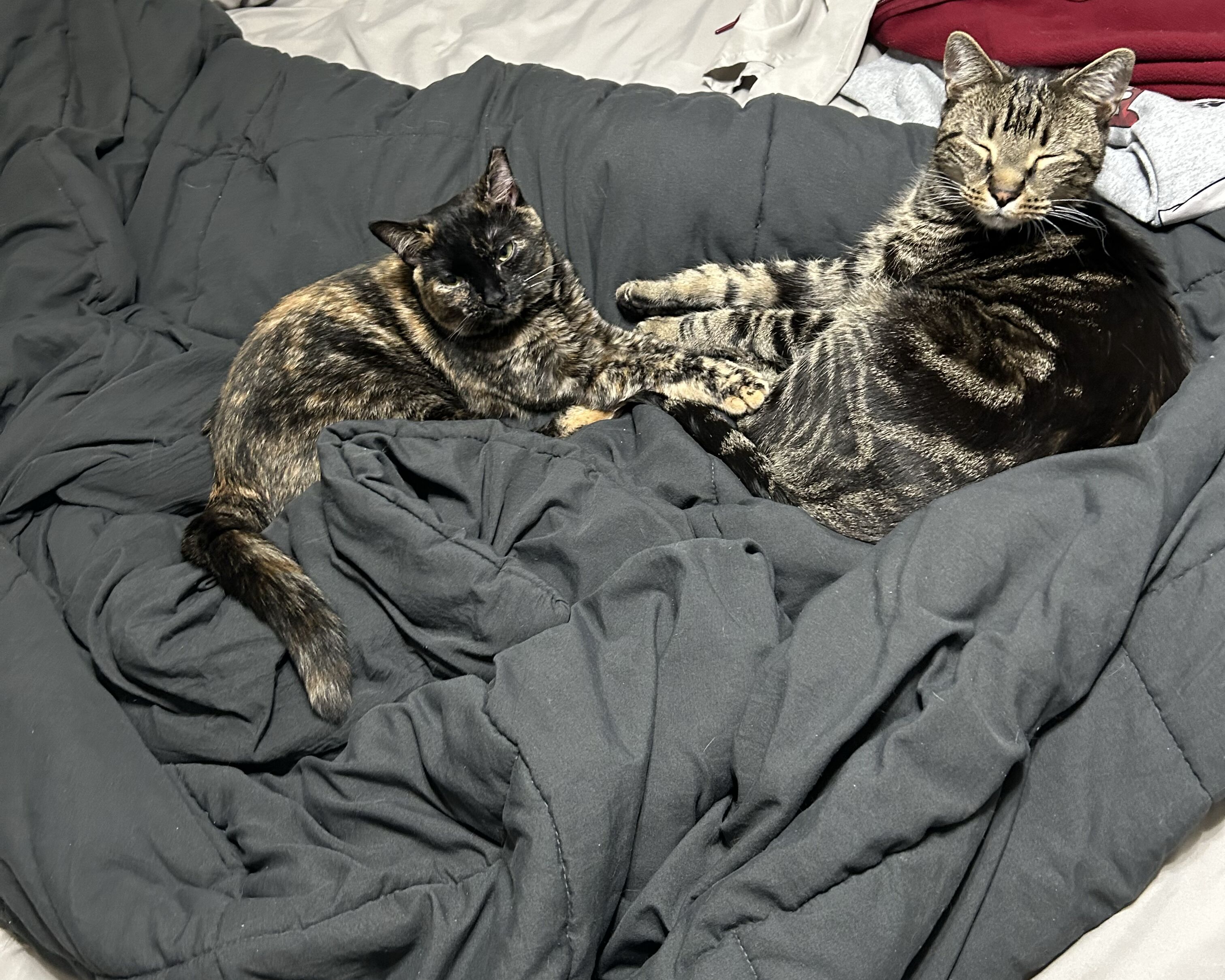 Picture of Becoming Pawrents