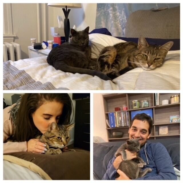 Picture of Meet The Cats