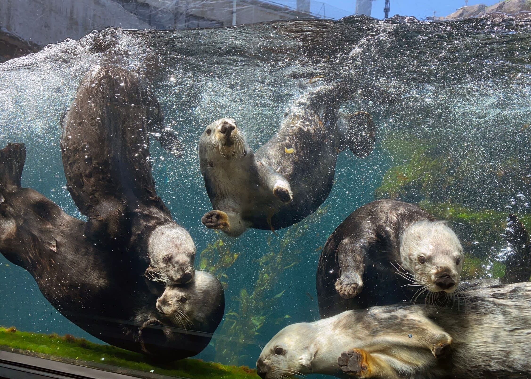 Picture of Monterey Bay Aquarium 