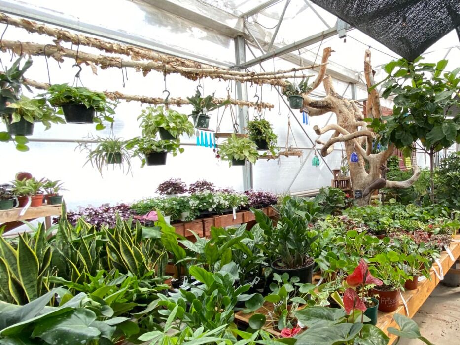 Picture of Frisella Nursery