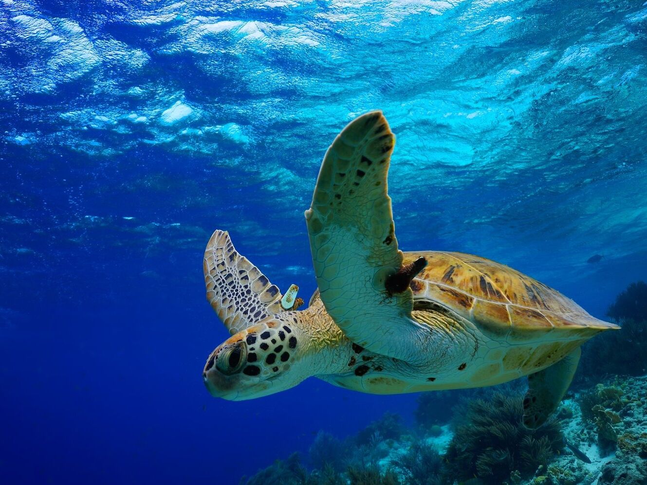 Picture of Snorkeling