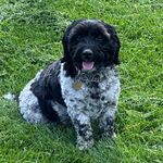 Lucy "little legs" Sugarman