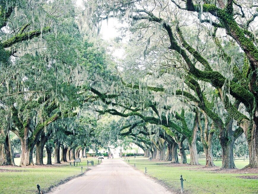 Picture of Boone Hall Plantation & Gardens
