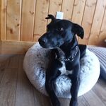 Reggie (Sir Reginald)