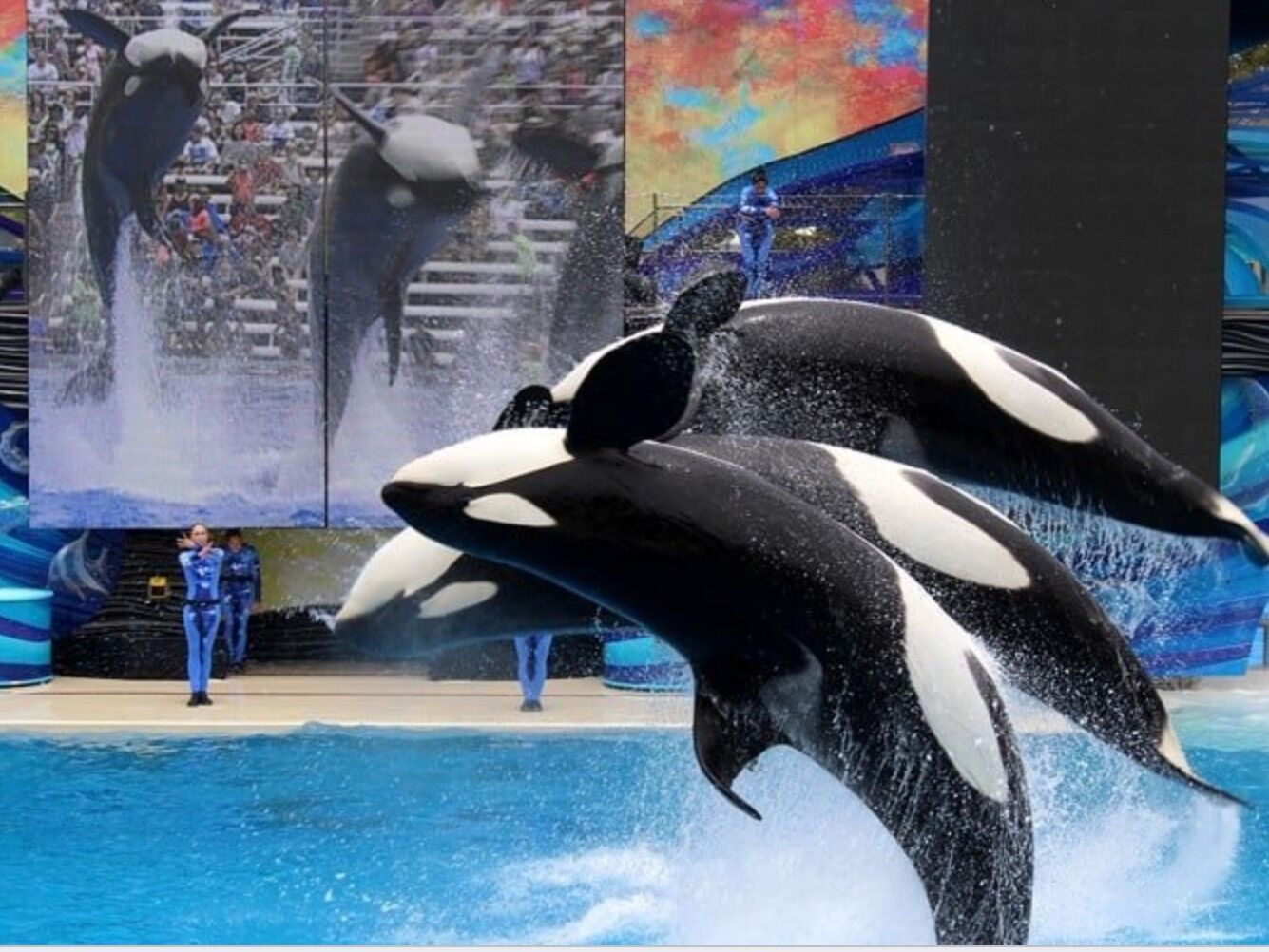 Picture of SeaWorld San Diego