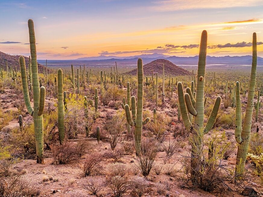 Picture of Saguaro National Park