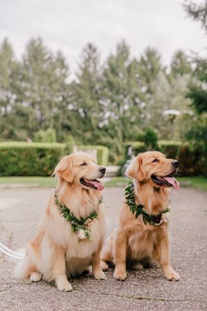Dogs with Greenery Collars for Wedding in Western Michigan