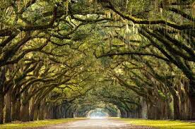 Picture of Wormsloe Historic Site