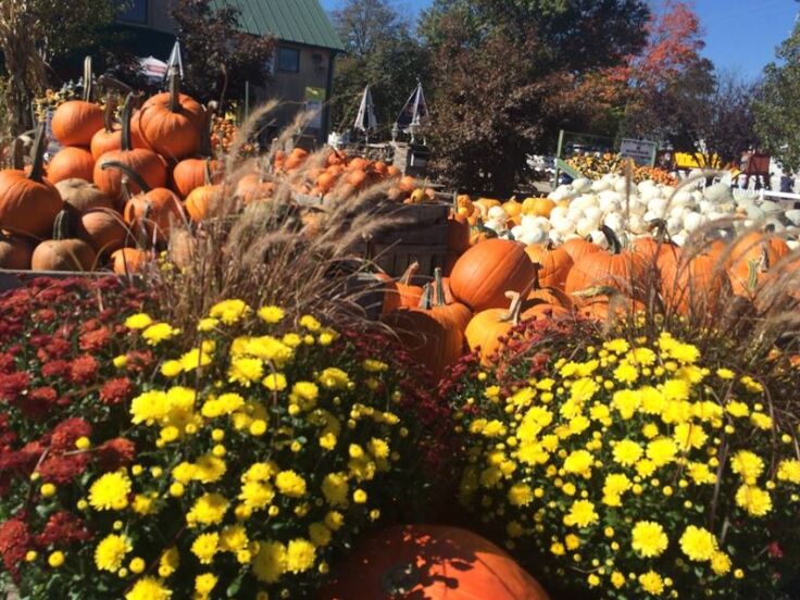 Picture of Shady Brook Farm