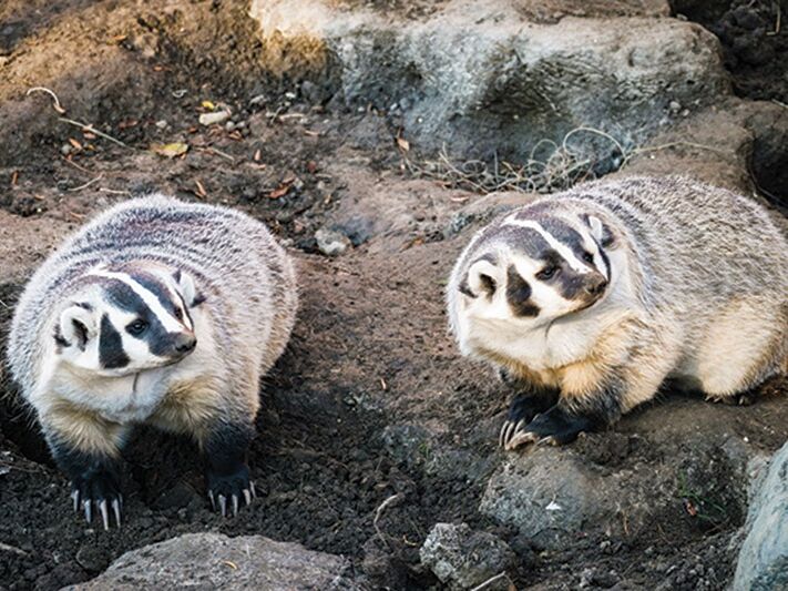 Picture of Henry Vilas Zoo