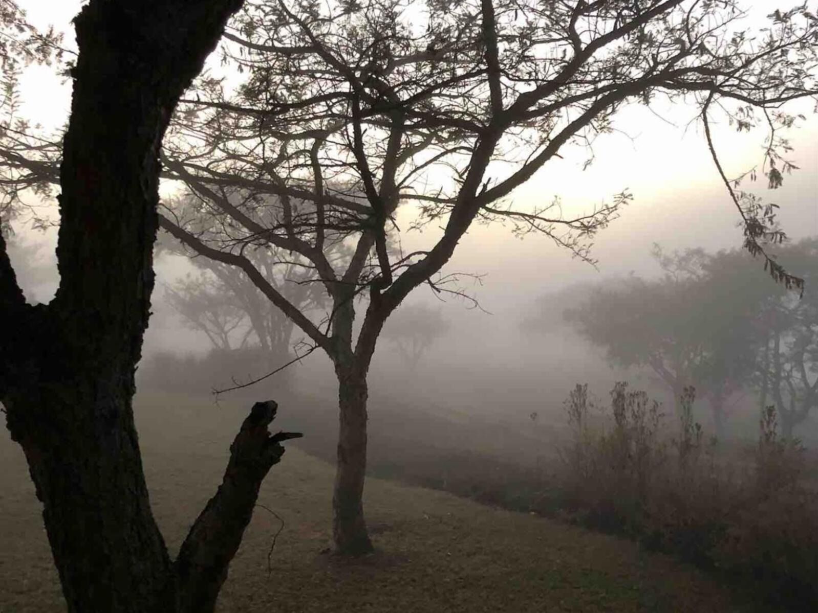 Picture of Cwebile at Ntabamoya Private Reserve 