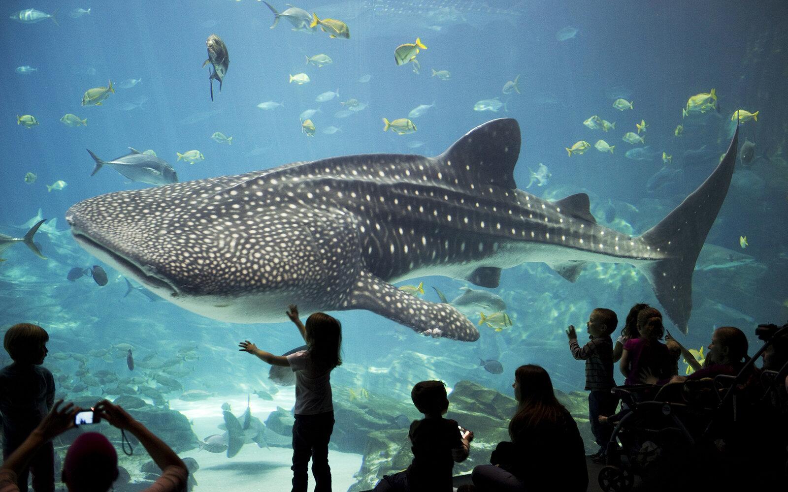 Picture of Georgia Aquarium