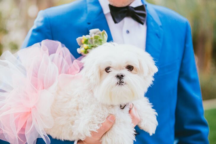 White Dog With Pink Tutu