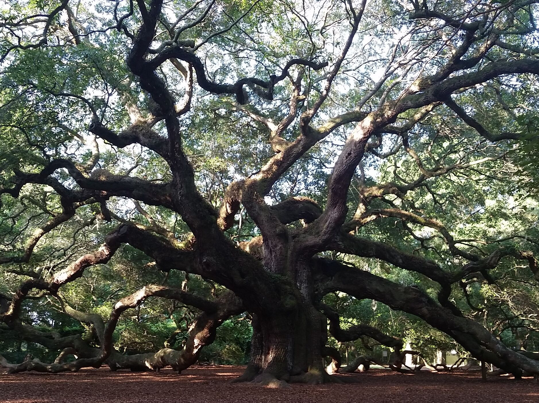 Picture of Angel Oak Tree