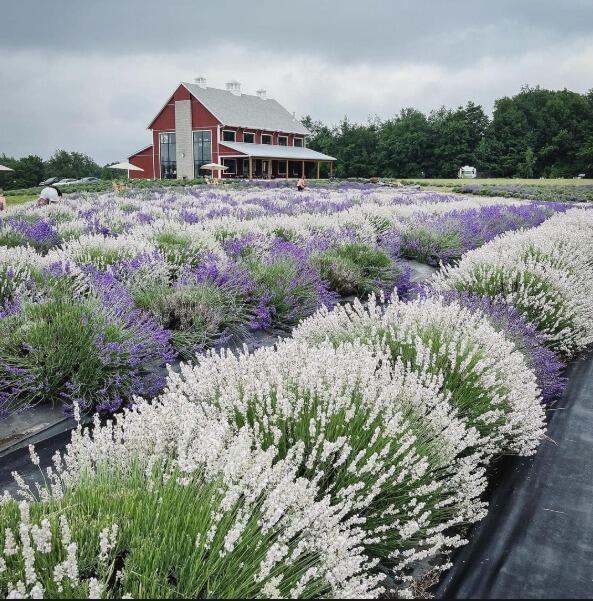Picture of Lavender Life Farm