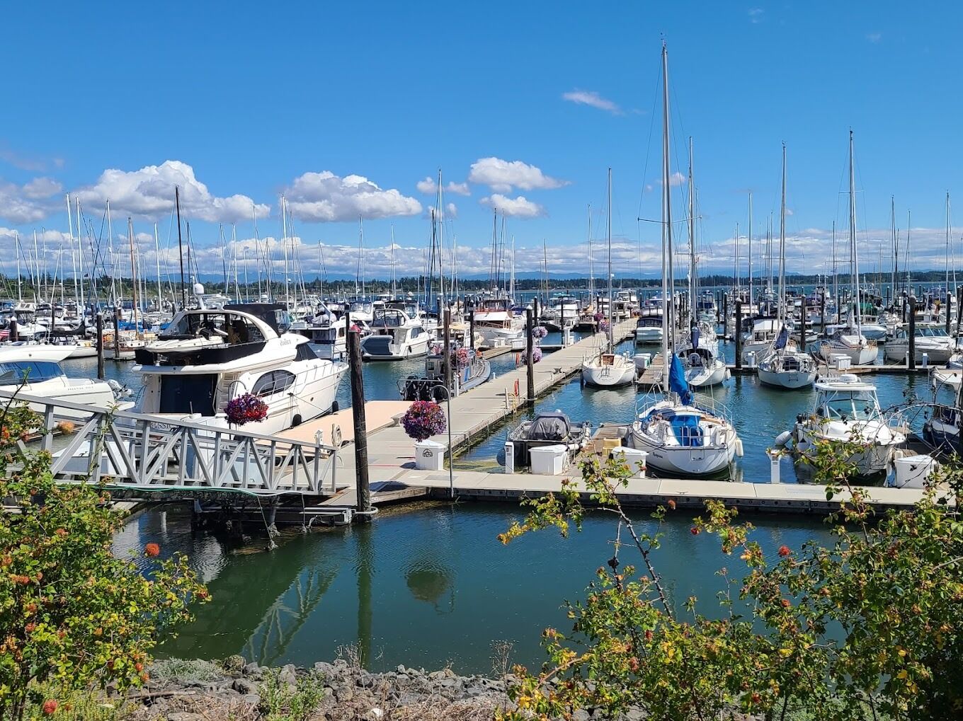 Picture of Semiahmoo Marina