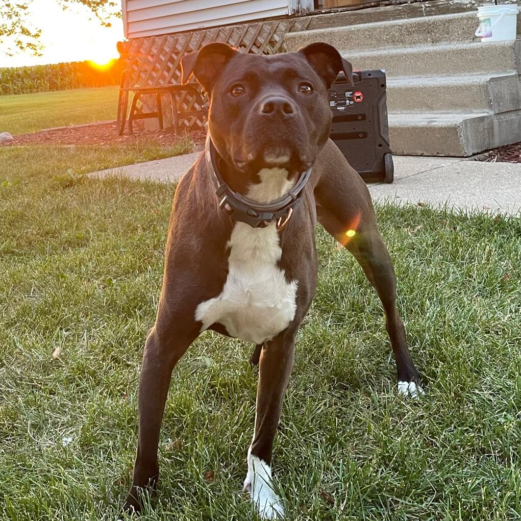 Tilllie