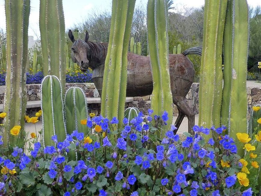 Picture of Tohono Chul | Gardens, Galleries, and Bistro