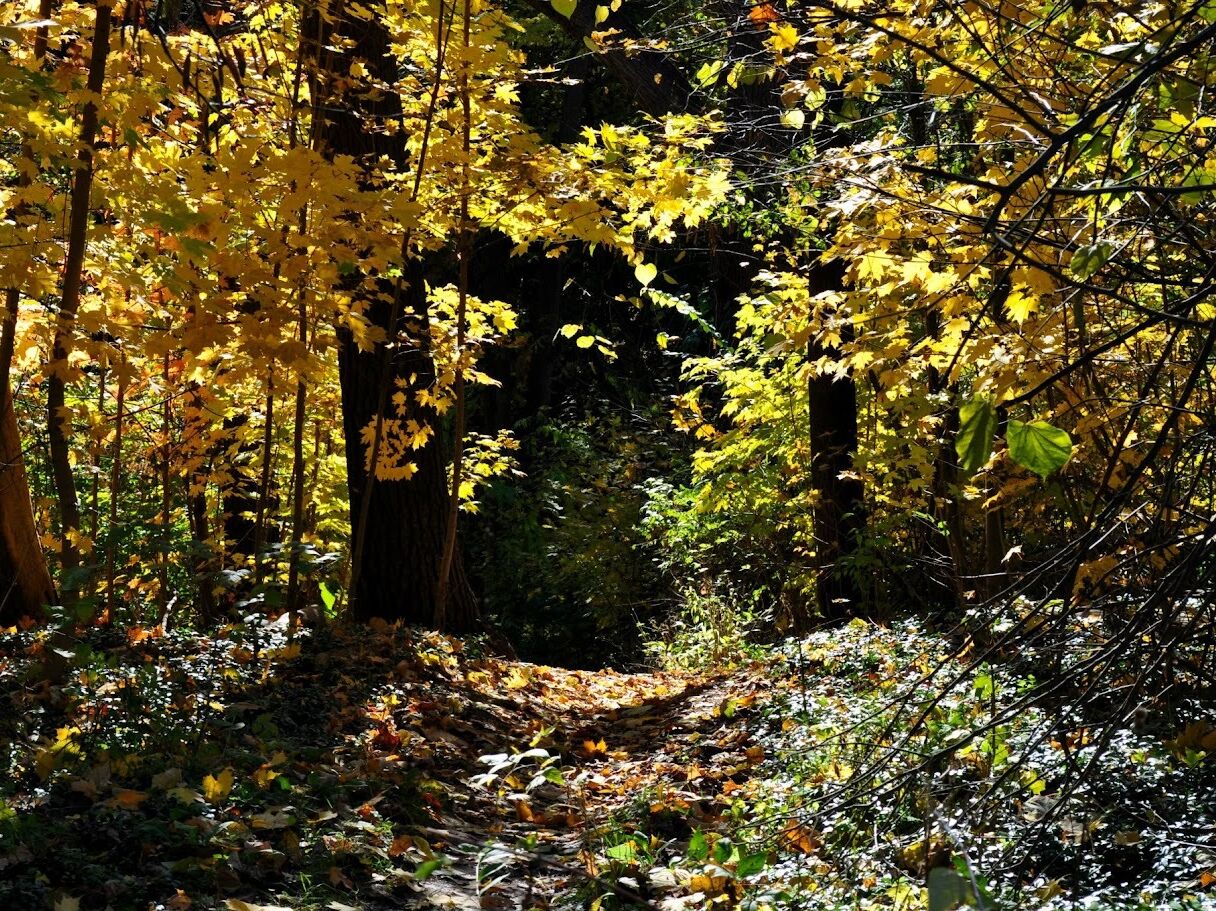 Picture of Arboretum Nature Area
