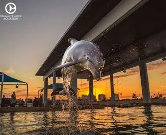 Picture of Clearwater Marine Aquarium 