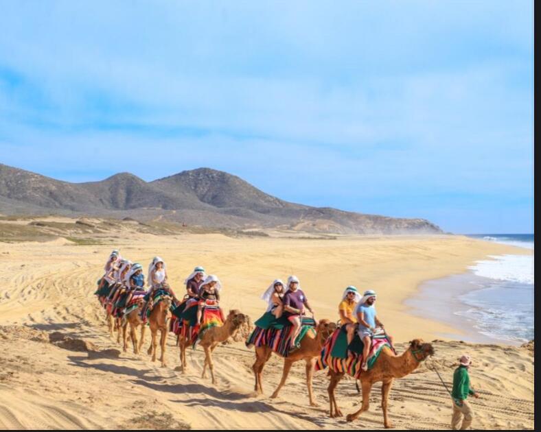 Picture of CAMEL RIDE CACTUS