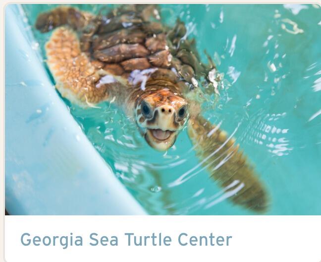 Picture of Georgia Sea Turtle Center