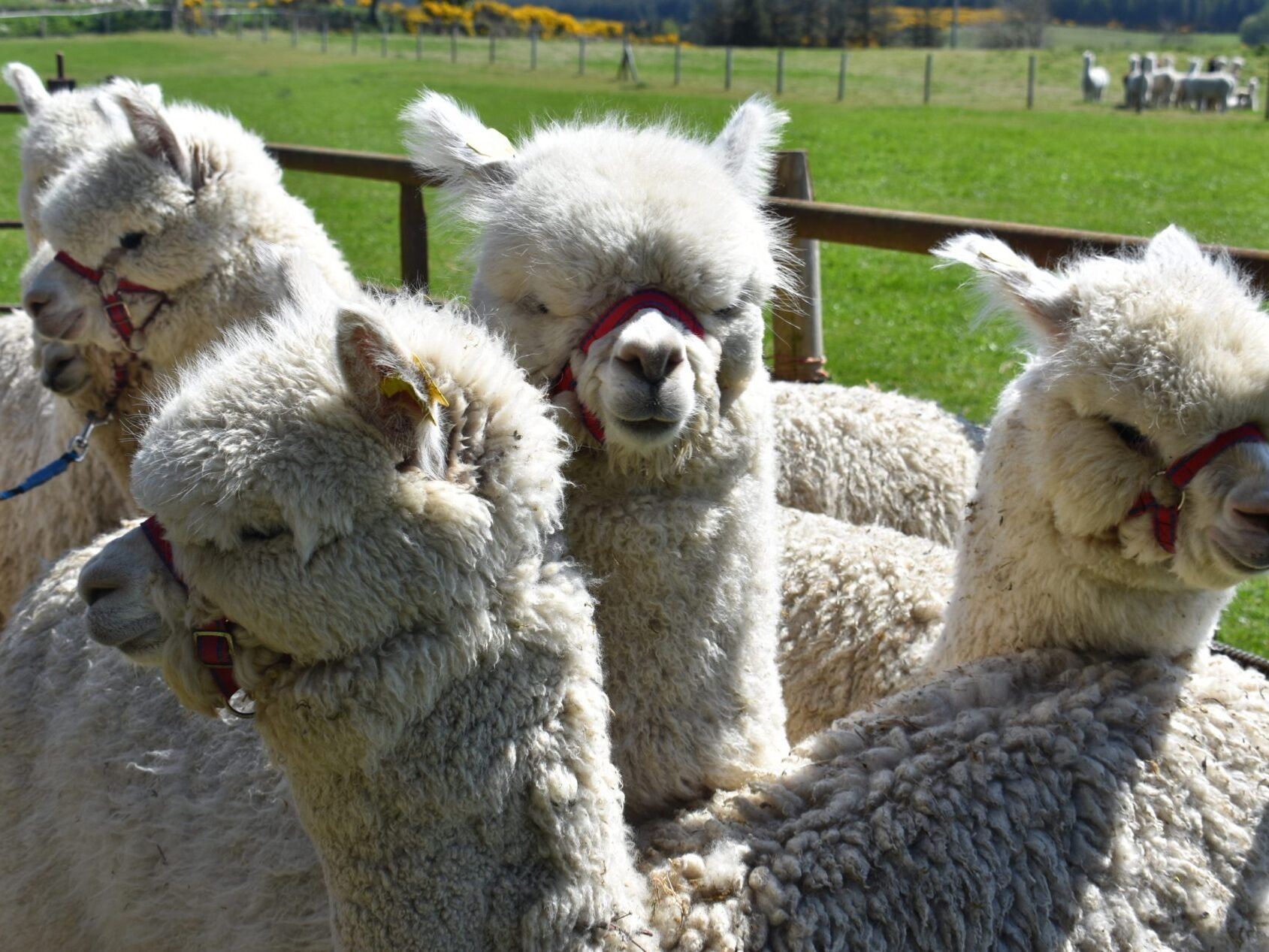 Picture of Alpaca Trekking 