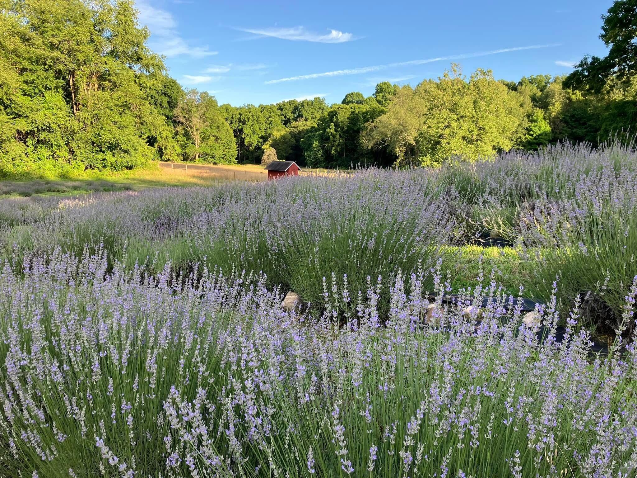 Picture of Lavender Hill Farm of Niles, Michigan