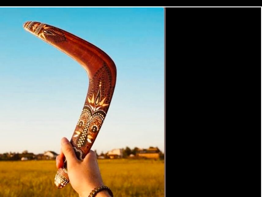 Picture of BOOMERANG! They Found Their Way Back! 
