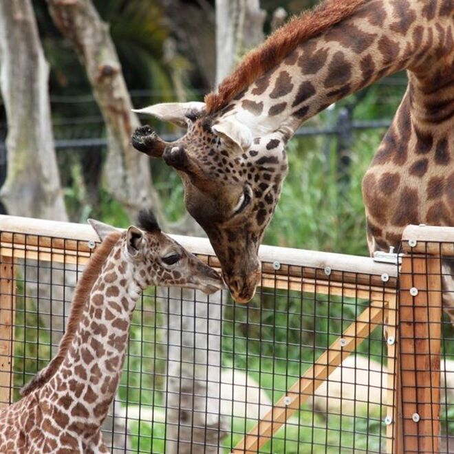 Picture of Santa Barbara Zoo