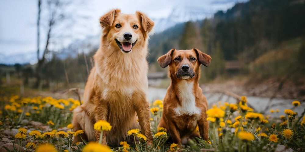 Bailey & Lucky Home Page Banner