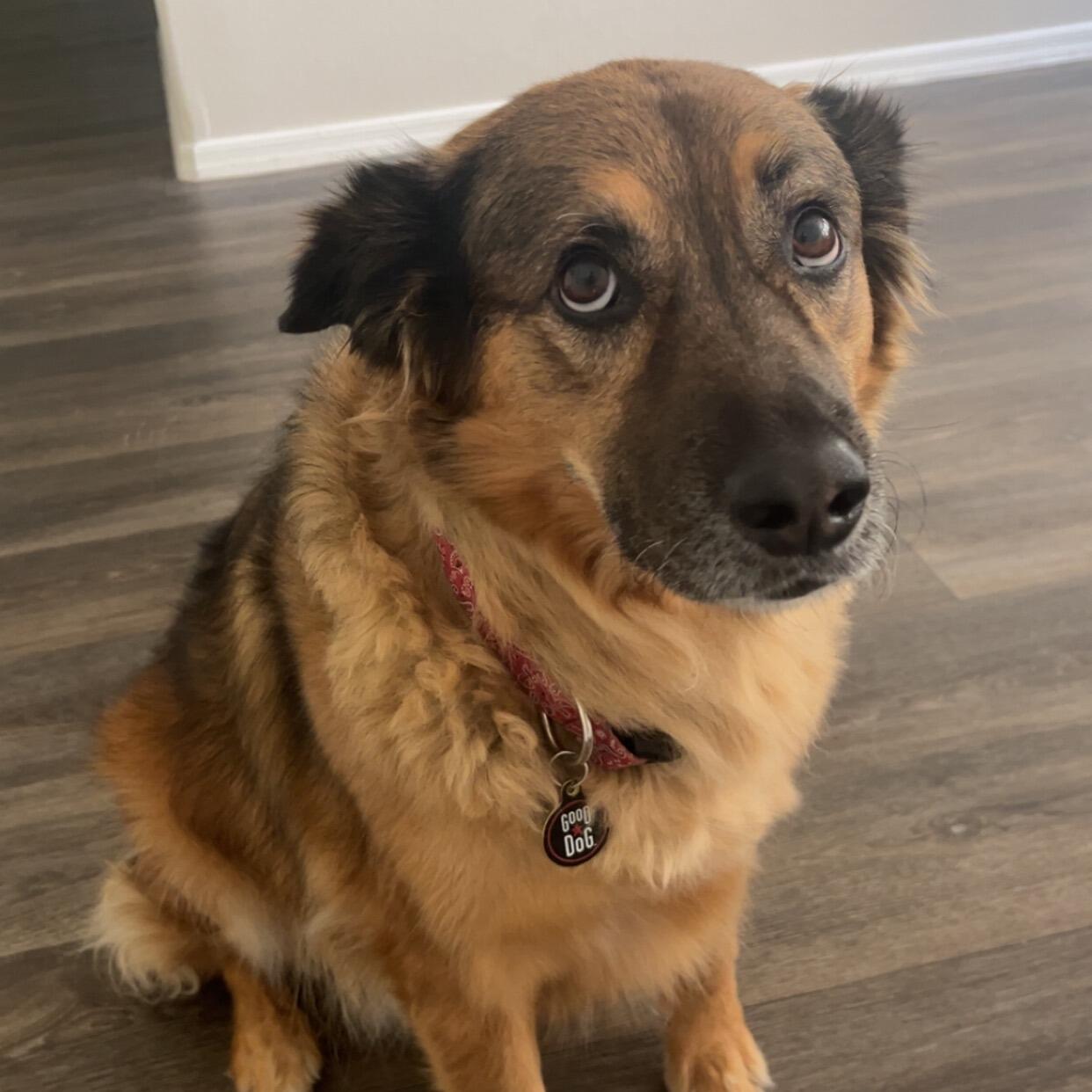 Auggie