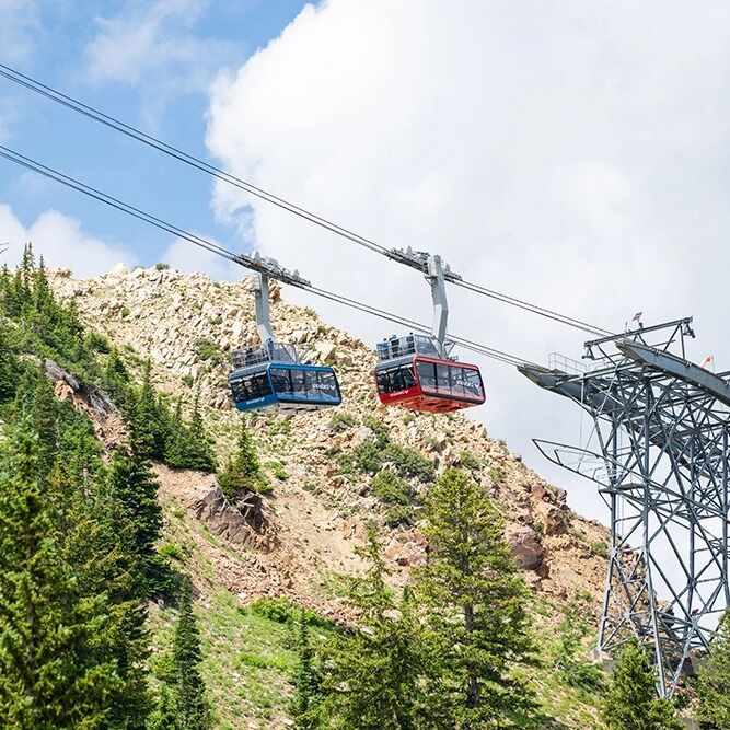Picture of Snowbird
