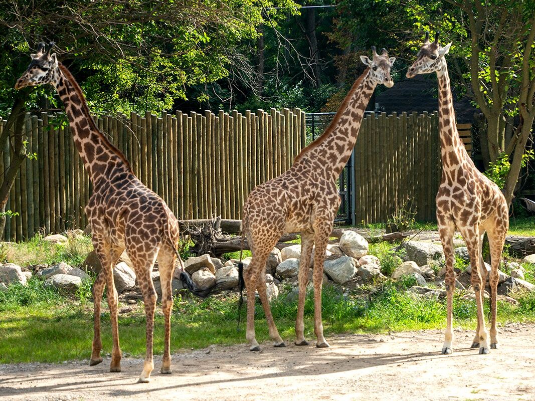 Picture of Potawatomi Zoo