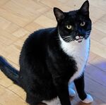 Cat of honor