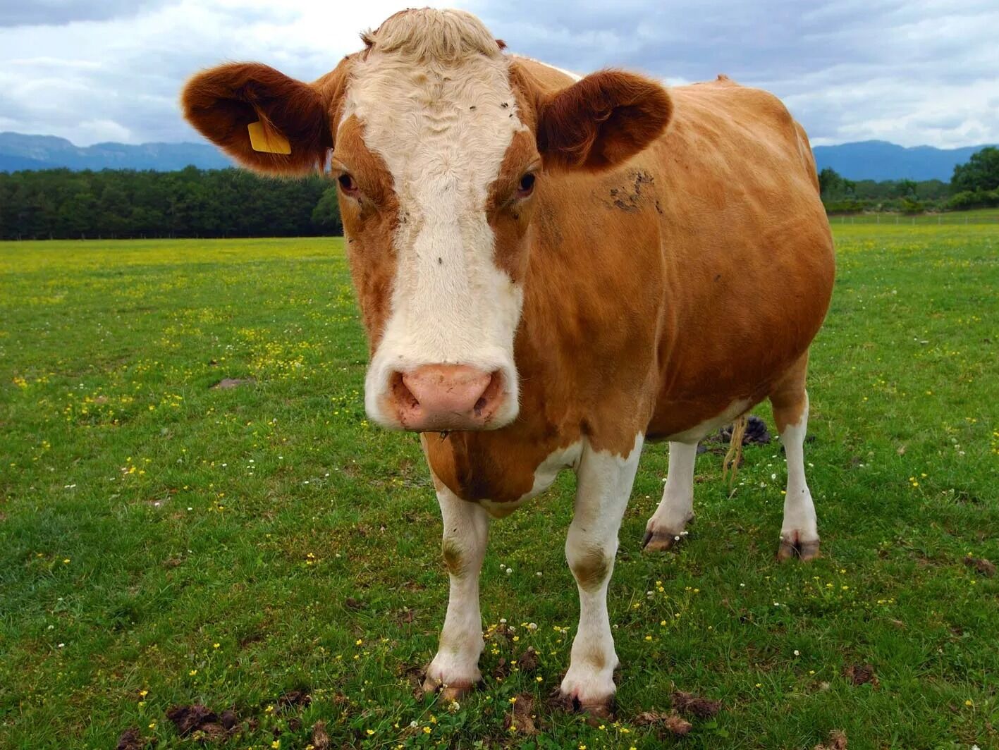 Picture of Cow tipping