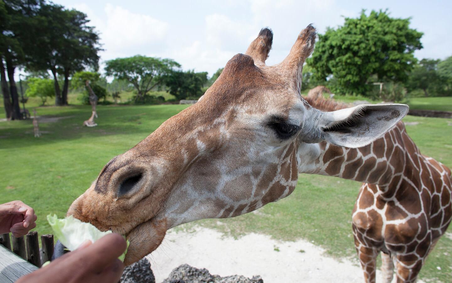 Picture of Zoo Miami