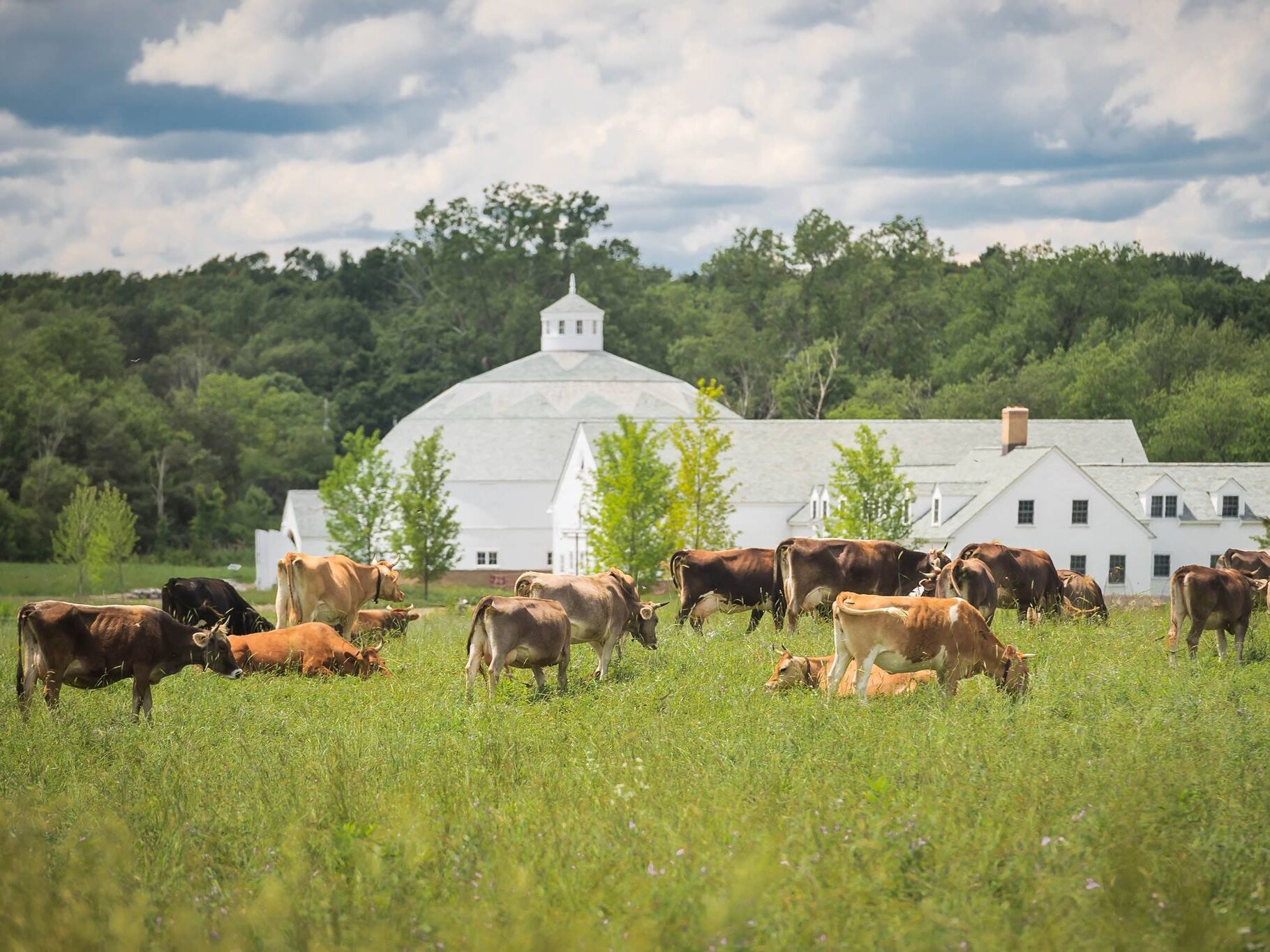 Picture of Churchtown Dairy