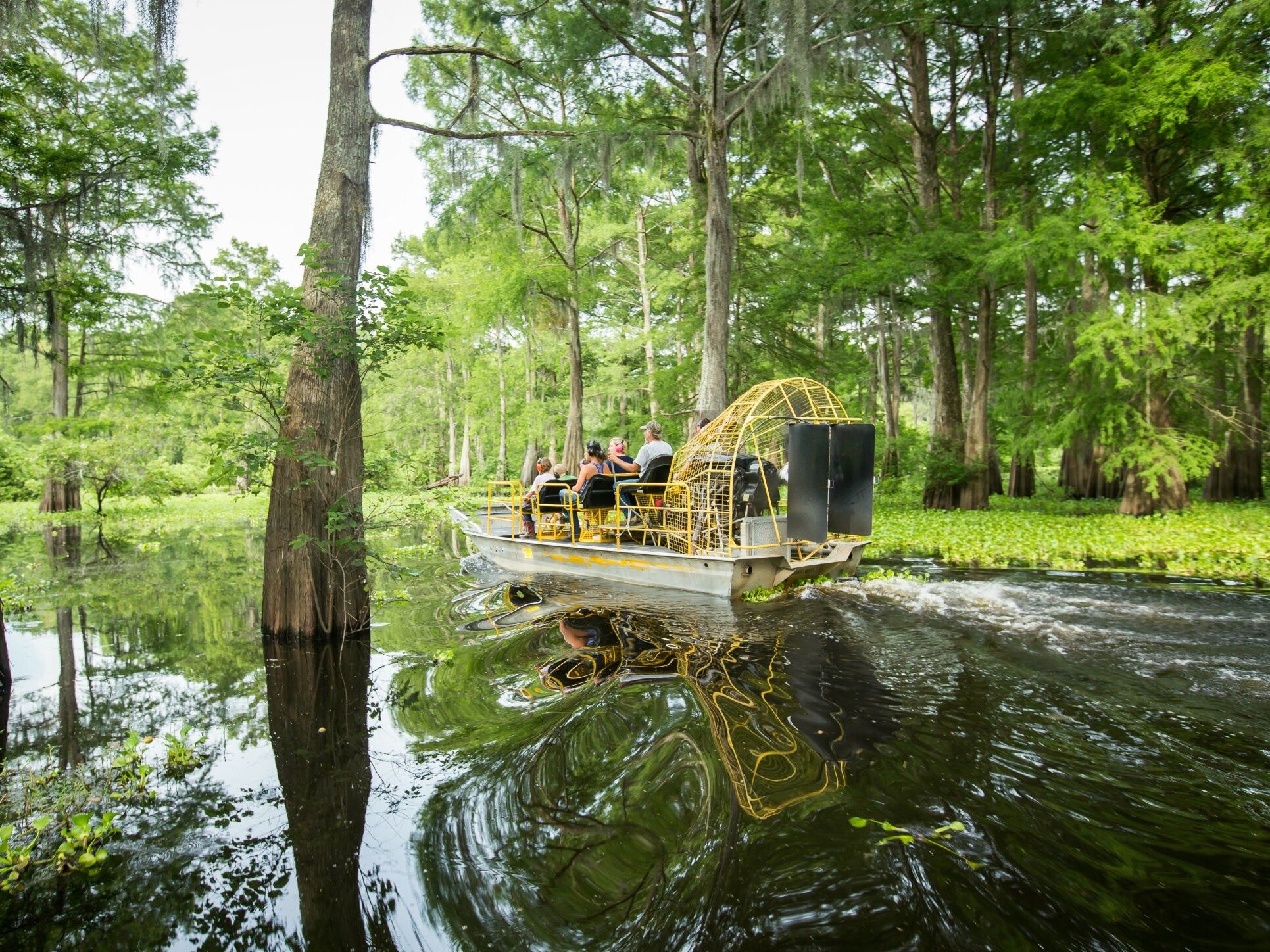 Picture of Swamp Tour New Orleans