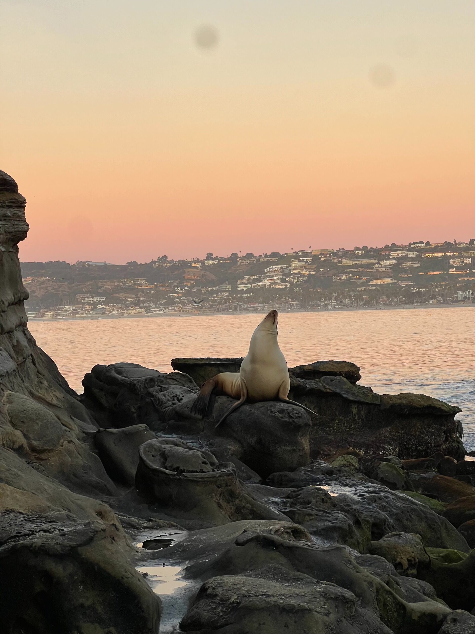 Picture of Point La Jolla Sea Lion Rookery